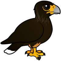 Striated Caracara