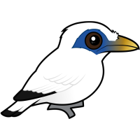 Bali Mynah
