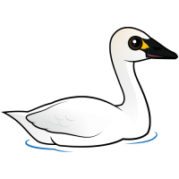 Tundra Swan