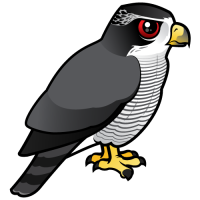 Northern Goshawk