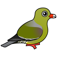 African Green Pigeon