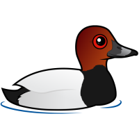 Common Pochard