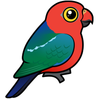 Australian King-Parrot