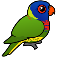 Rainbow Lorikeet