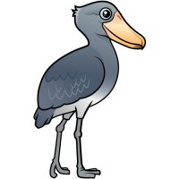 Shoebill