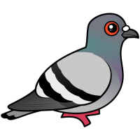 Rock Pigeon