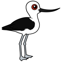 Andean Avocet