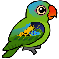 Blue-naped Parrot