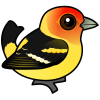 Western Tanager