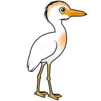 Cattle Egret