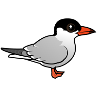 Common Tern