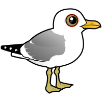 Common Gull