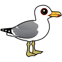 California Gull