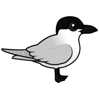Gull-billed Tern
