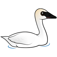 Trumpeter Swan