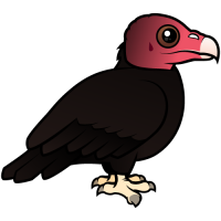 Turkey Vulture