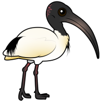 Australian Ibis