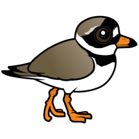 Common Ringed Plover