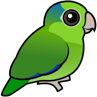 Pacific Parrotlet