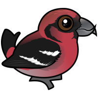 White-winged Crossbill