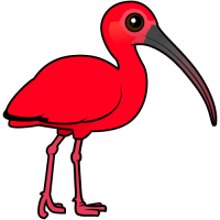 Scarlet Ibis