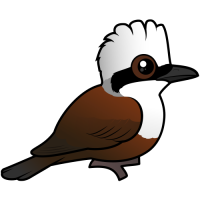 White-crested Laughingthrush