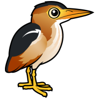 Least Bittern