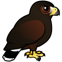 Harris Hawk