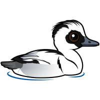 Smew