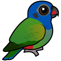 Blue-headed Parrot