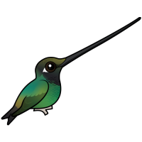 Sword-billed Hummingbird