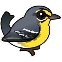 Adelaide's Warbler