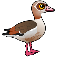 Egyptian Goose