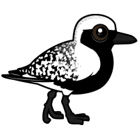 Black-bellied Plover