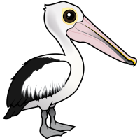 Australian Pelican