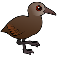Lord Howe Woodhen