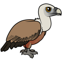 Eurasian Griffon