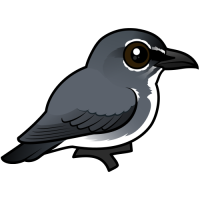 Spectacled Flowerpecker