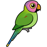 Blossom-headed Parakeet