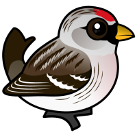Hoary Redpoll
