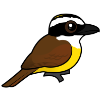 Great Kiskadee