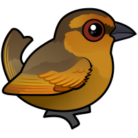 Brown Tanager