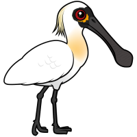 Black-faced Spoonbill