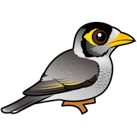 Noisy Miner
