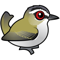 Red-eyed Vireo