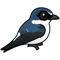White-rumped Swallow
