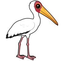 Yellow-billed Stork