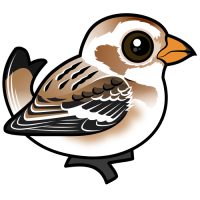 Snow Bunting