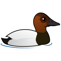 Canvasback