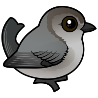 Bushtit